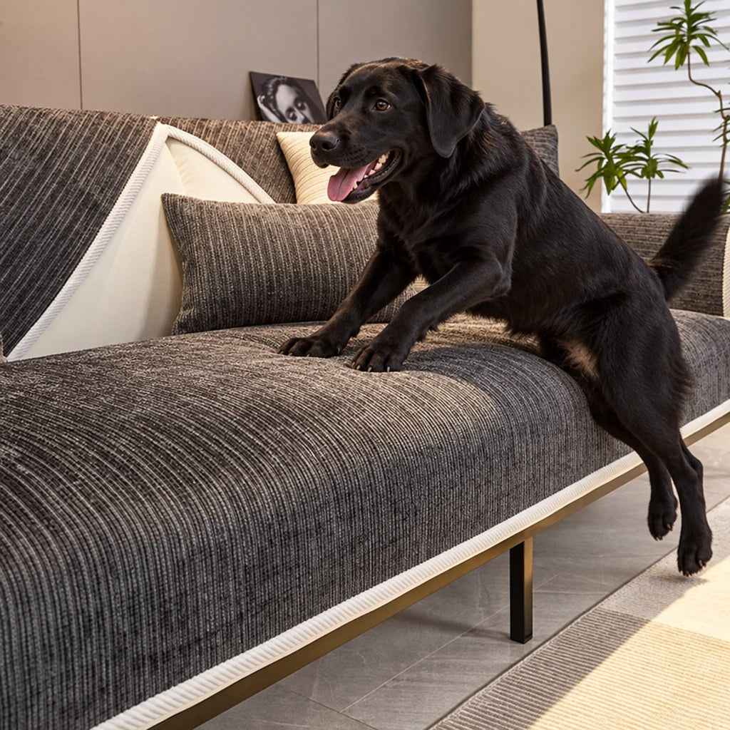 Svart labrador hoppar upp i soffa med mörkgrått överdrag